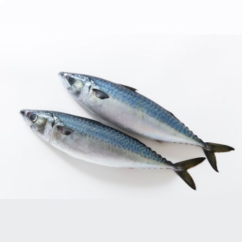 Mackerel Fish